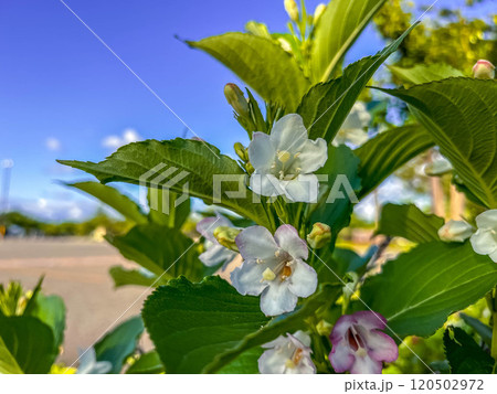 傾く陽ざしと可愛いウツギの花 傾く陽ざしと可愛いウツギの花 120502972