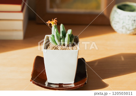 空間を飾る観葉植物 120503011