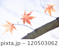 光を浴びてオレンジ色に透き通る紅葉したもみじの葉と枝 120503062