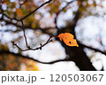 光を浴びて輝くオレンジ色に紅葉した葉と枝 120503067
