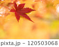 黄色い背景に浮かび上がる赤色に紅葉したもみじの葉 120503068