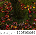 木の根元の苔むした地面に落ちた赤色や黄色やオレンジ色や茶色に紅葉したもみじの落ち葉 120503069