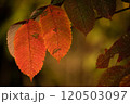 色鮮やかに光に照らされるオレンジ色に紅葉した葉 120503097