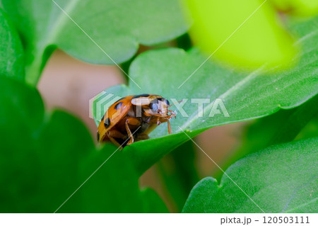 草むらに潜むテントウムシ（ナミテントウ） 120503111