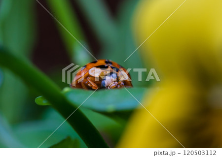 ビオラの花畑に潜むテントウムシ（ナミテントウ） 120503112