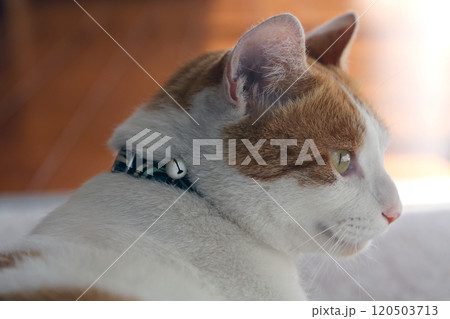 鈴をつけた日本猫の横顔 鈴をつけた日本猫の横顔 120503713