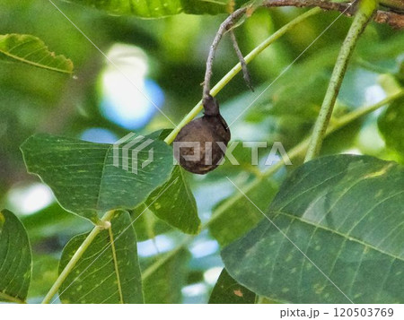 ムクロジの茶色い実 120503769