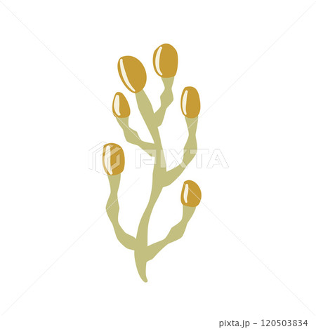 Simple, stylized branch illustration with yellow seed pods against a white background. Vector hand 120503834