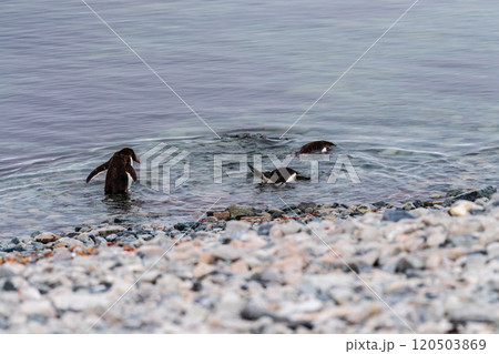 Gentoo Penguin colony on Cuverville island Gentoo Penguin colony on Cuverville island 120503869