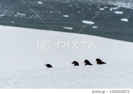 Gentoo colony at Danco Island 120503872