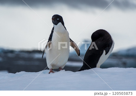 Adelie Penguin standing on an iceberg 120503873
