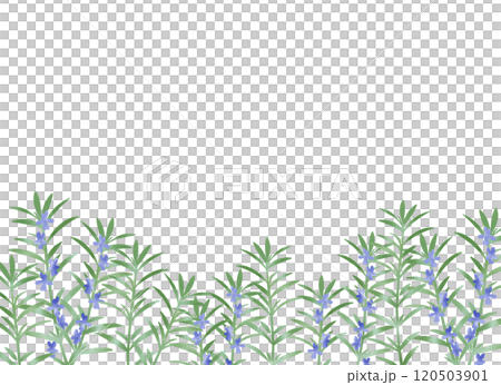 水彩風　ローズマリーの背景イラスト 120503901