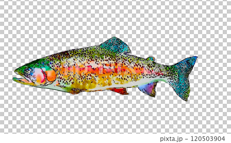 水彩虹鱒魚 120503904