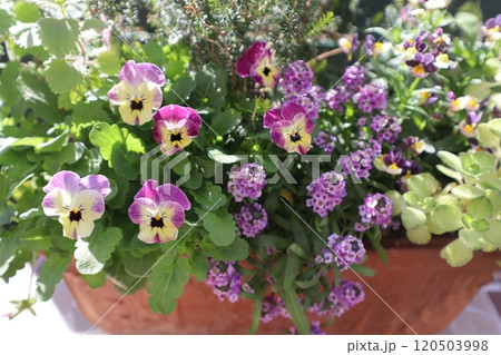 ビオラ、アリッサム、ネメシアの寄せ植え 120503998