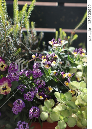 ネメシア、アリッサム、ビオラの寄せ植え 120503999