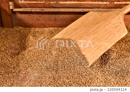 Malting barley malt. Small family business. Craft beer production. 120504124