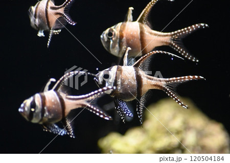 アマノガワテンジクダイ アマノガワテンジクダイ 120504184