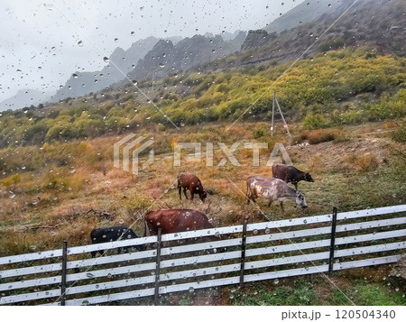 Wet glass, cows grazing in a rainy mountain meadow. 120504340