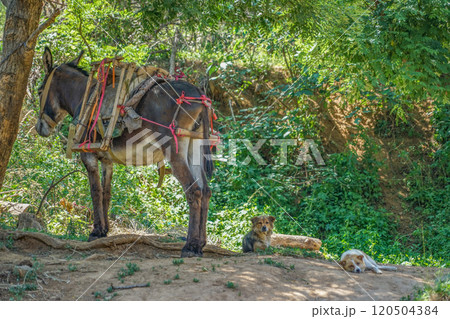 龍洞風景区のロバと犬 龍洞風景区のロバと犬 120504384