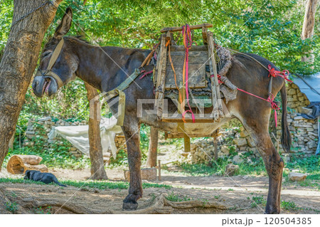 龍洞風景区のロバ 120504385