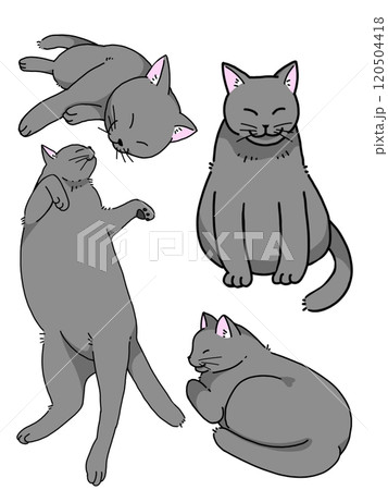 灰色猫  灰色猫  120504418