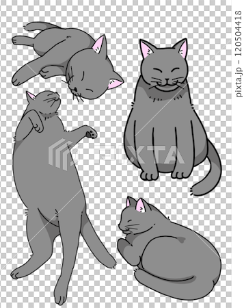 灰色猫  灰色猫  120504418