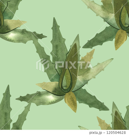 Aloe. Succulents: seamless watercolor pattern on a white background for wrapping paper and print on fabric, home textiles. Home gardening, hobby. Aloe. Succulents: seamless watercolor pattern on a white background for wrapping paper and print on fabric, home textiles. Home gardening, hobby. 120504628