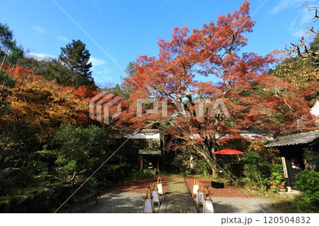 樹齢四百年のイロハモミジ 樹齢四百年のイロハモミジ 120504832