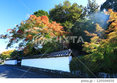 朝の紅葉 120504850