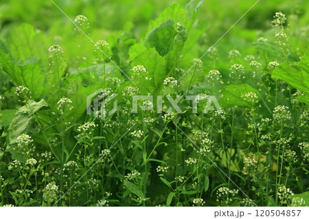 ペンペン草 ペンペン草 120504857