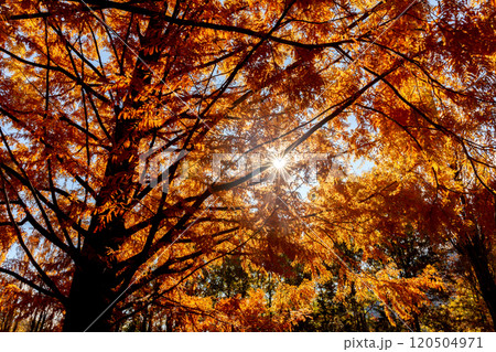 メタセコイア並木の紅葉・逆光【富士川クラフトパーク】 メタセコイア並木の紅葉・逆光【富士川クラフトパーク】 120504971