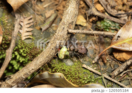 ニワハンミョウ 120505184