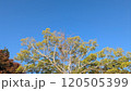 秋の朝雲一つない空に飛行機を見た 120505399