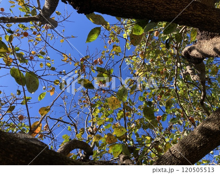 柿と青空のコントラスト1 柿と青空のコントラスト1 120505513