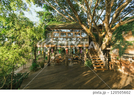 Wooden tree cabin Wooden tree cabin 120505602