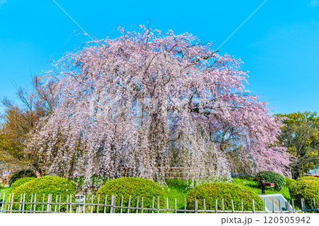 京都 円山公園 満開の祇園枝垂桜 京都 円山公園 満開の祇園枝垂桜 120505942