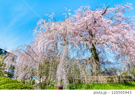 京都 円山公園 満開の祇園枝垂桜 京都 円山公園 満開の祇園枝垂桜 120505943
