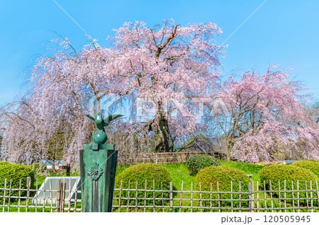 京都 円山公園 満開の祇園枝垂桜 京都 円山公園 満開の祇園枝垂桜 120505945