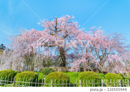 京都 円山公園 満開の祇園枝垂桜 京都 円山公園 満開の祇園枝垂桜 120505949