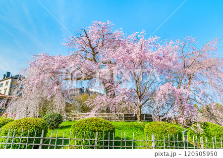 京都 円山公園 満開の祇園枝垂桜 京都 円山公園 満開の祇園枝垂桜 120505950