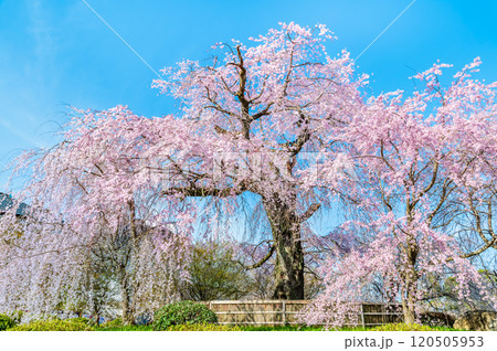 京都 円山公園 満開の祇園枝垂桜 京都 円山公園 満開の祇園枝垂桜 120505953