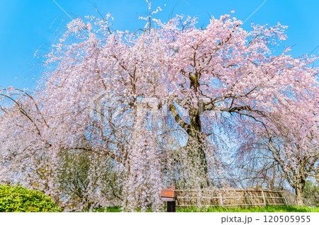 京都 円山公園 満開の祇園枝垂桜 京都 円山公園 満開の祇園枝垂桜 120505955