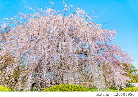 京都 円山公園 満開の祇園枝垂桜 京都 円山公園 満開の祇園枝垂桜 120505956
