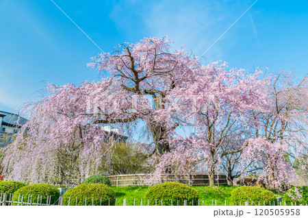 京都 円山公園　満開の祇園枝垂桜 120505958