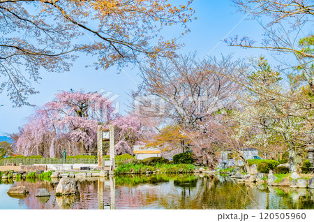 京都 円山公園　満開の祇園枝垂桜とひょうたん池 120505960