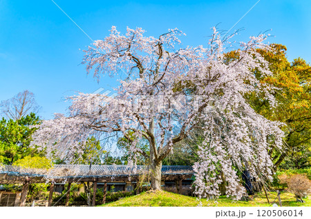 京都 円山公園　満開のシダレザクラ 120506014