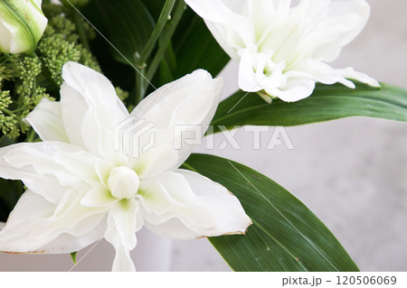 カサブランカのアレンジメント 120506069