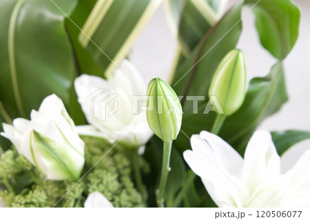 カサブランカのアレンジメント 120506077