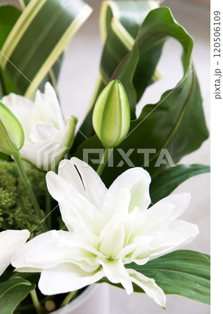 カサブランカのアレンジメント 120506109