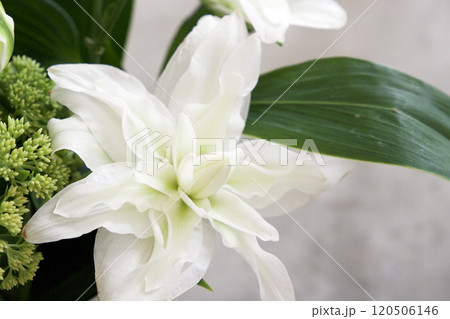 カサブランカのアレンジメント 120506146